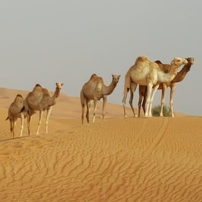 Private Morning Desert Safari From Dubai 2