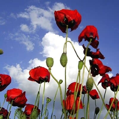Private Gallipoli Full-Day Trip from Istanbul 4