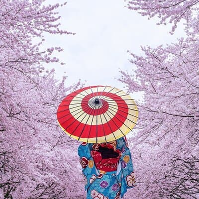 Tokyo Private Cherry Blossom Tour with a Local – Picnic Included 5