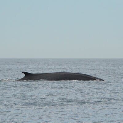 8-Hour Whale Watching in Barcelona