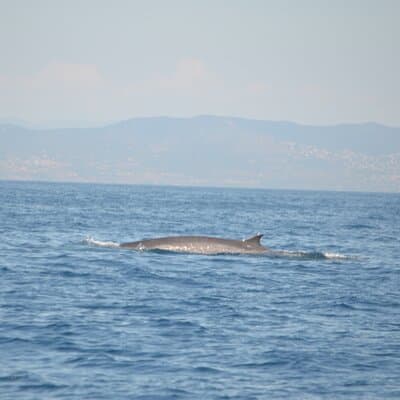 8-Hour Whale Watching in Barcelona 4