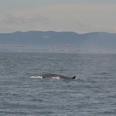 8-Hour Whale Watching in Barcelona 5