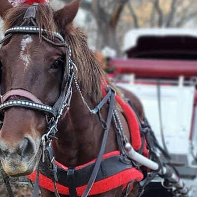 NYC Central Park & Rockefeller Center Private Horse Carriage Tour 4
