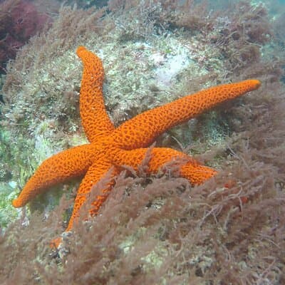 Snorkeling - Marine Park Discovery 3