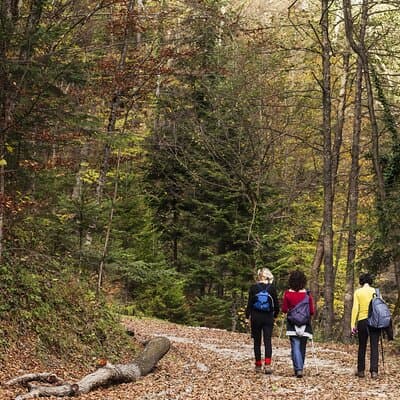Guided Shared Group Forest Bathing Session in Serene Woodland Park