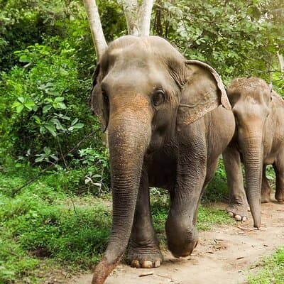 Private Tour to Kanchanaburi Death Railway and Elephant Haven
