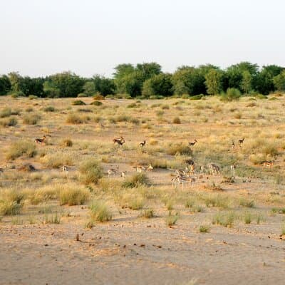 Dubai: Morning Heritage Safari by Vintage G Class & Al Marmoom Oasis 3