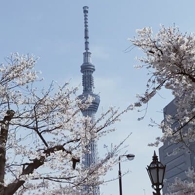 Cherry Blossom Highlights, Hamarikyu, Asakusa and Meiji Shrine 3