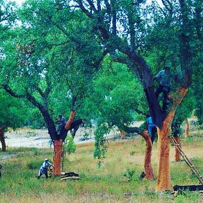 Private Tour in Evora and Monsaraz with Wine Tasting 3