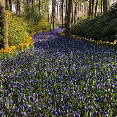 Keukenhof, Tulip Farm, Flower Fields & Zaanse Schans Windmills 2