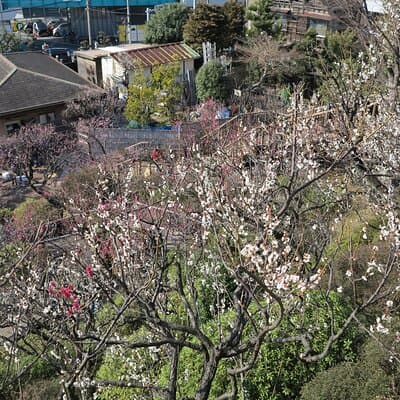 Historic Temple・traditional Japanese garden＆ Eating around at a shopping strip 3