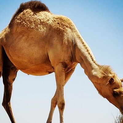 Camel Ride Safari in Red Dunes 3