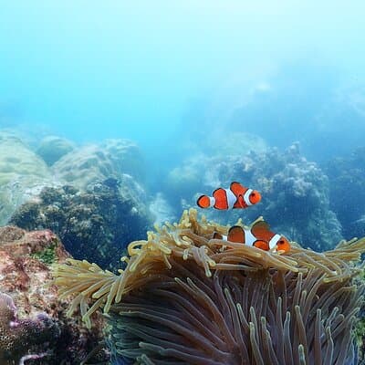 Snorkeling Full Day Experience from Bangkok 3