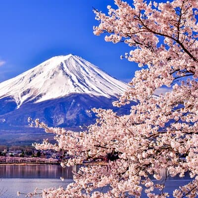 Mt. Fuji Cherry Blossom One Day Tour From Tokyo by Private Car
