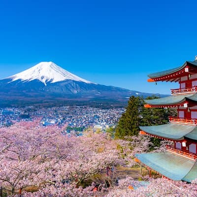 Mt. Fuji Cherry Blossom One Day Tour From Tokyo by Private Car 2