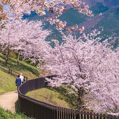 Mt. Fuji Cherry Blossom One Day Tour From Tokyo by Private Car 3