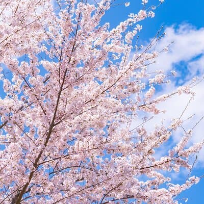 Mt. Fuji Cherry Blossom One Day Tour From Tokyo by Private Car 4