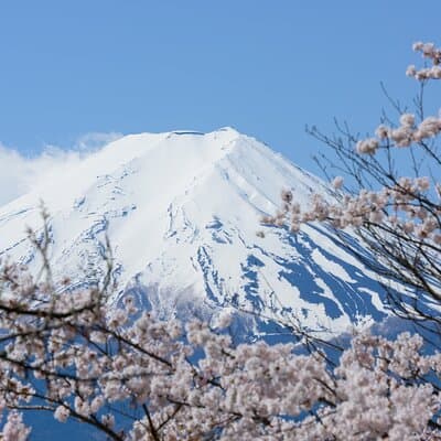 Mt. Fuji Cherry Blossom One Day Tour From Tokyo by Private Car 5