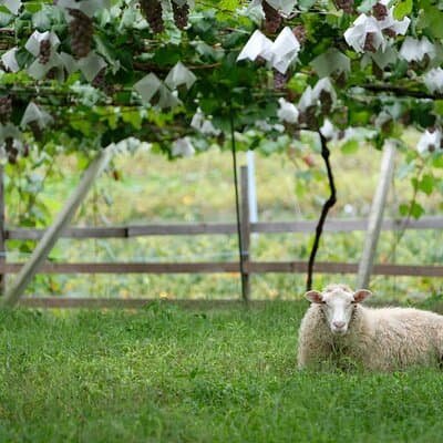 Private Wine Tasting Tour in Yamanashi Prefecture by Car 5