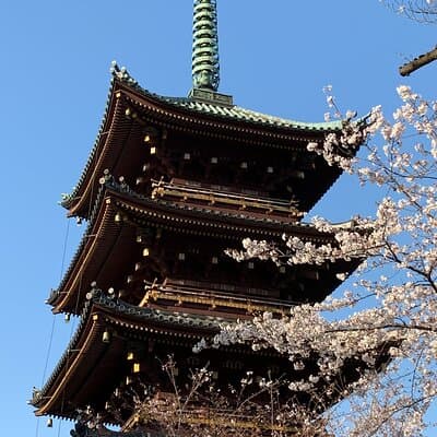 Private Tokyo Cherry Blossom Tour – Custom Sakura Viewing Spots 2