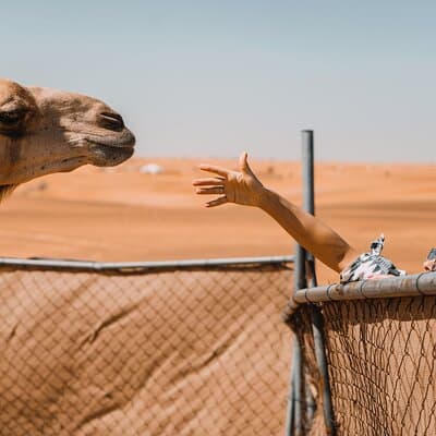 Camel Trekking in Open Red Dunes Desert 5