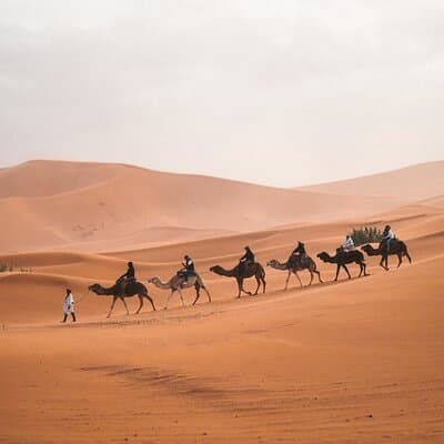 Camel Trekking in Open Red Dunes Desert 2