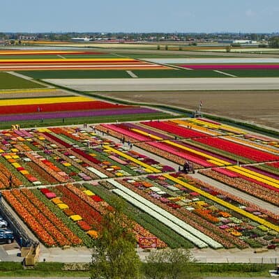 Sightseeing Keukenhof Tulip fields, Giethoorn tour from Amsterdam 3