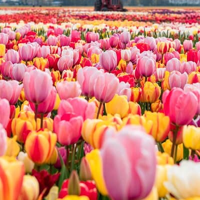 Private Tulip Fields, Windmills and Cheese Tour from Amsterdam