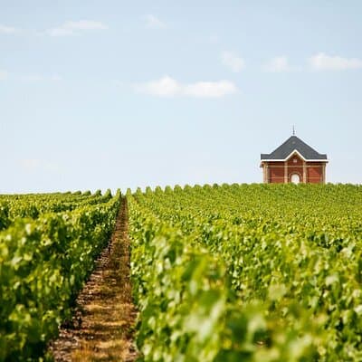 Private Tour to the best Champagne Wineries from Paris