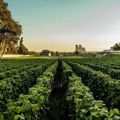 Private Tour to the best Champagne Wineries from Paris 3