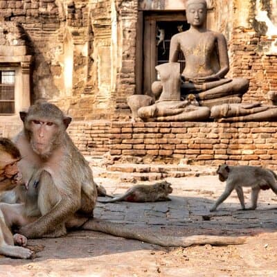 Lopburi Monkey Temple & Ayutthaya Old City Tour From Bangkok 3