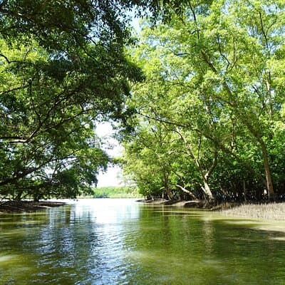 Full Day Mangrove Forest Conservation Centre