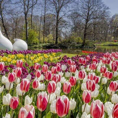 Private Flower Tour to the Keukenhof 2