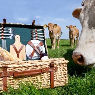 E-bike Tour with Picnic in the Amsterdam Wetlands small group