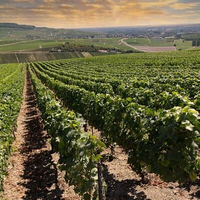 Champagne Tasting Tour Day Trip From Paris 2