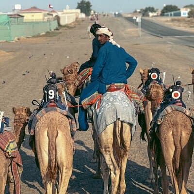 90 Minutes Guided Cultural Camel Riding in Dubai 5