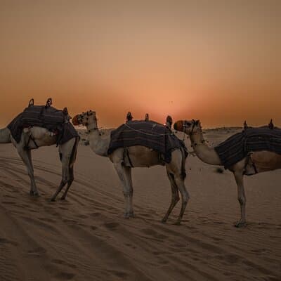 Combo:Private Desert Safari + dinner & ATV Self-drive/Quad Bike