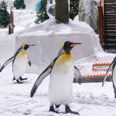 Ski Dubai Full Day Admission Ticket