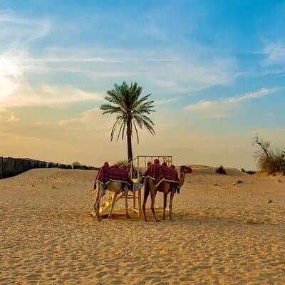 Shared Morning Desert Safari with Breakfast 5