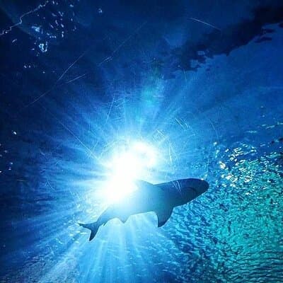 Sea Life Bangkok Ocean World Tickets 4