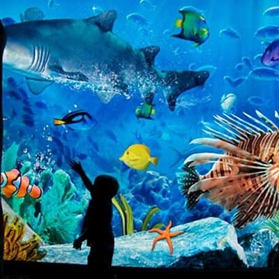 Sea Life Bangkok Ocean World Tickets