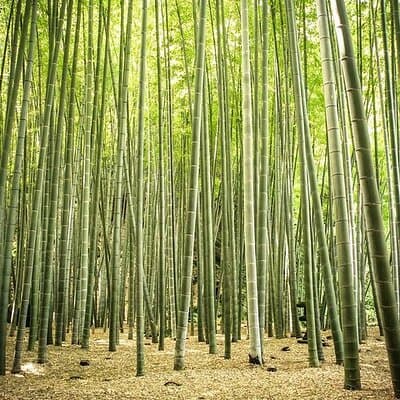 Kamakura Full Day Private Tour With Guide (From Tokyo) 3