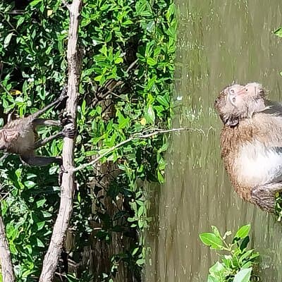 Priv. German speaking tour:Floating Markets, Train Market, Klong Kon 5