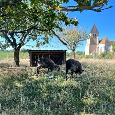 Private trip Burgundy from Paris 20 Chablis Wines tasting 2