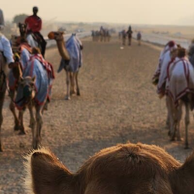 90 Minutes Guided Cultural Camel Riding in Dubai 3