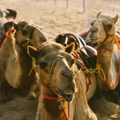 90 Minutes Guided Cultural Camel Riding in Dubai 2