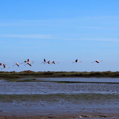 Lisbon : Boat Tour - Bird Observation in the Tejo Nature Reserve