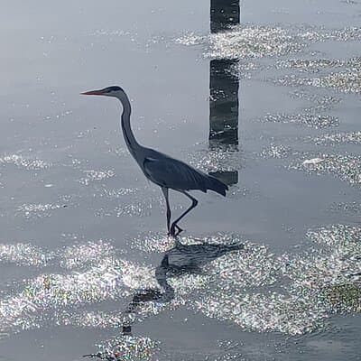 Lisbon : Boat Tour - Bird Observation in the Tejo Nature Reserve 5