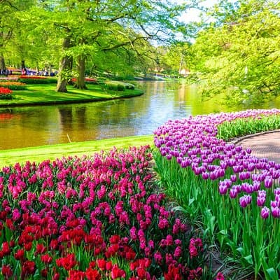 Private Tour Tulip Gardens (Keukenhof) and Dutch highlights