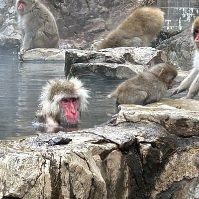 Full Day Snow Monkey Park Tour, From/To Tokyo, 2-12 guests 5